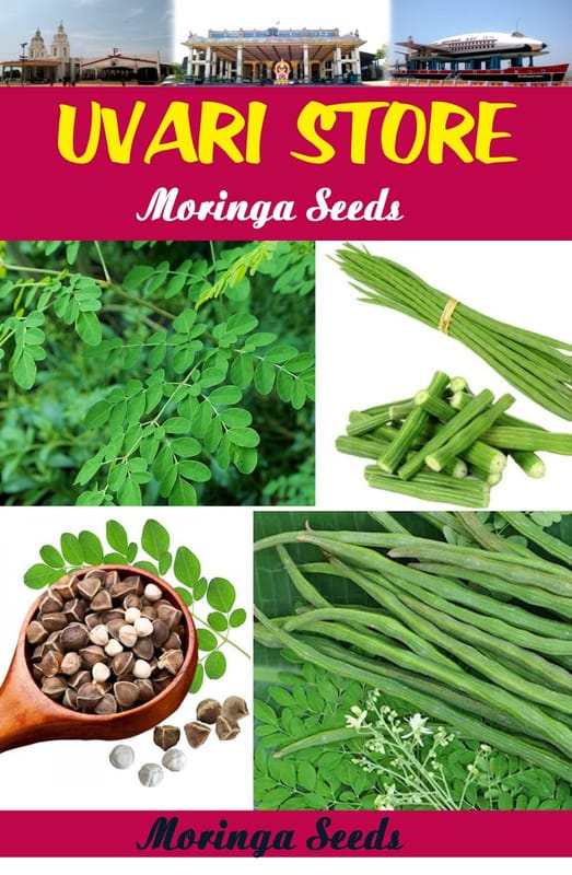 UVARI Moringa Seeds Drumstick Seeds 250G Pack