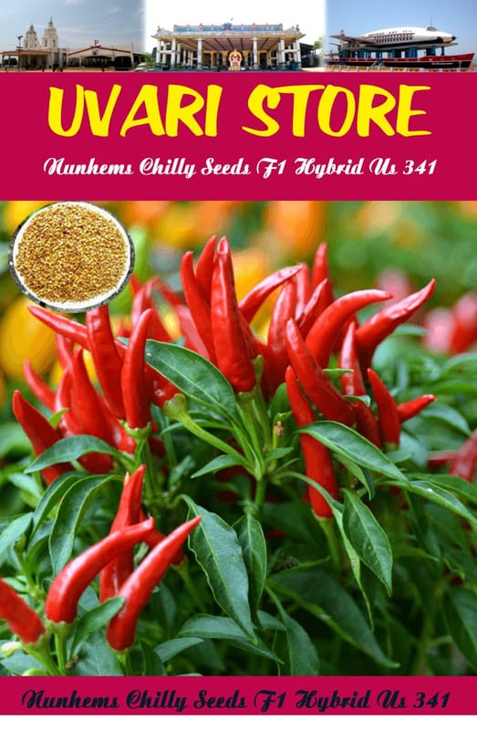 UVARI Chilly Seeds - 50 Seeds Per Pack