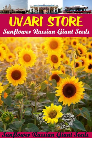 UVARI Sunflower Russian Giant Seeds (Pack Of 100 Seeds)