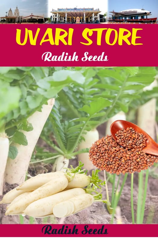 UVARI F1 Hybrid Raddish Vegetable Seeds Pack Of 100G