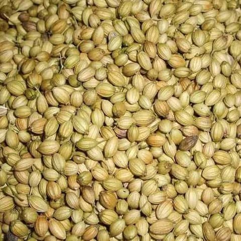 UVARI Coriander Seeds - 50 Seeds