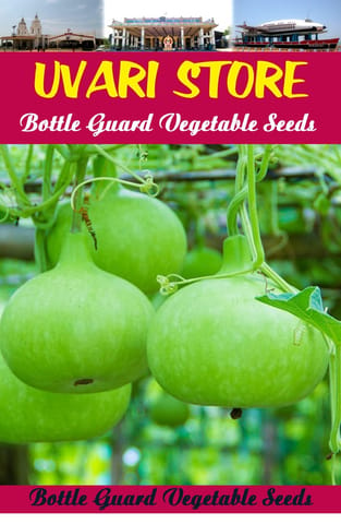 UVARI Bottle Guard Seeds - 50 Seeds