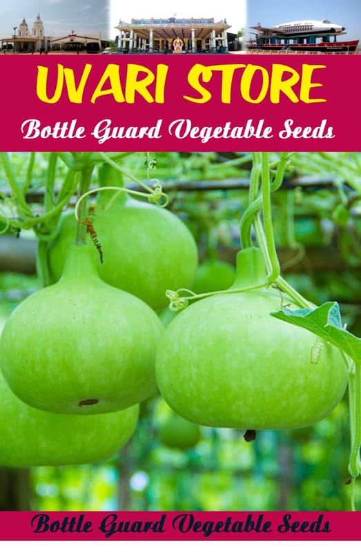 UVARI Bottle Guard Seeds - 50 Seeds