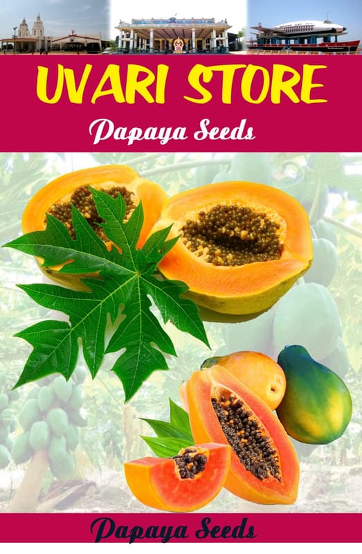 UVARI Fruit Seeds Papaya Seeds - Dwarf Variety Huge Production Hybrid Seed Fruit Seeds Bonsai Suitable Fruit Seeds Garden Pack