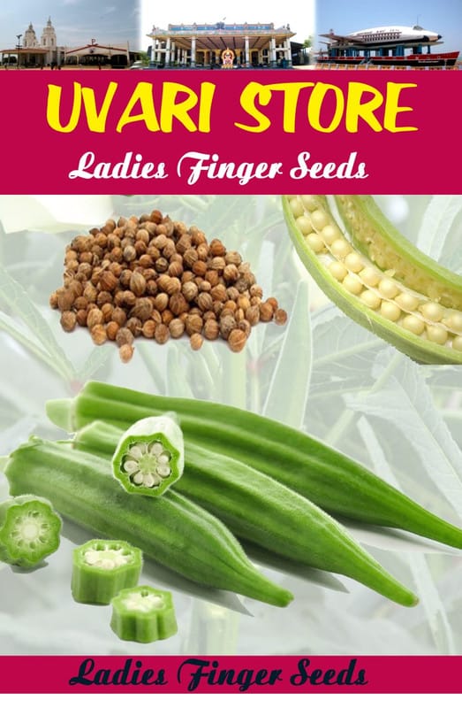 UVARI Organic Lady Finger Hybrid Seeds (Pack of 20 Seeds)