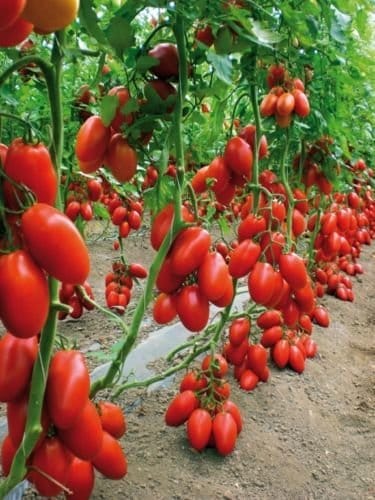 VERTEX Tomato Seeds Red Cherry Vegetable Seeds H/G 50 Seeds Packet