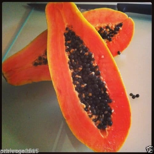 VERTEX Dwarf Variety Huge Production Hybrid Seed Papaya Seeds (Pack Of 50)