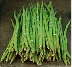 VERTEX Moringa Odc Seeds ( Drumstick Odc Seeds) 1Kg Seeds