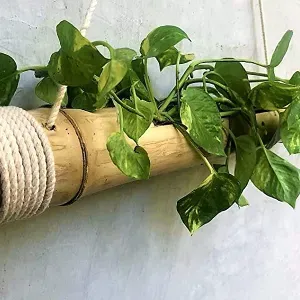 Madurai Bamboo Craft Bamboo Hanging Planter